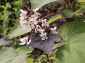 Catalpa PURPUREA