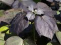 Catalpa PURPUREA