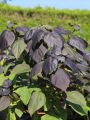 Catalpa PURPUREA