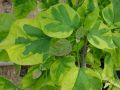 Catalpa VARIEGATA szczepiona