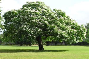 Catalpa VARIEGATA štepená