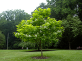 Catalpa VARIEGATA szczepiona