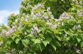 Catalpa VARIEGATA szczepiona