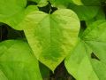 Catalpa VARIEGATA szczepiona