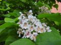 Catalpa VARIEGATA szczepiona
