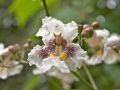 Catalpa VARIEGATA szczepiona