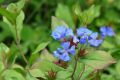 CERATOSTIGMA OŁOWNIKOWATA