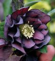 Ciemiernik Wschodni  CROWN DARK PURPLE