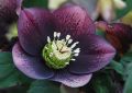 Ciemiernik Wschodni  CROWN DARK PURPLE