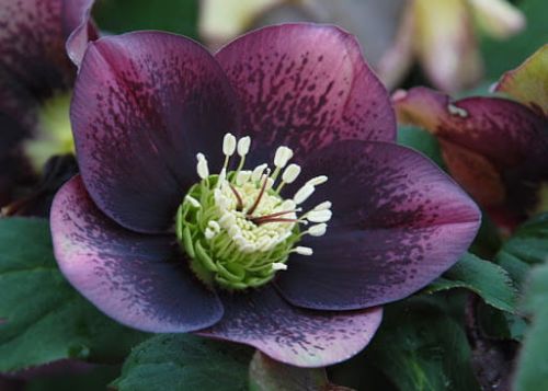 Čemeřica východná CROWN DARK PURPLE