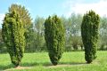 Cis kolumnowy FASTIGIATA AUREA
