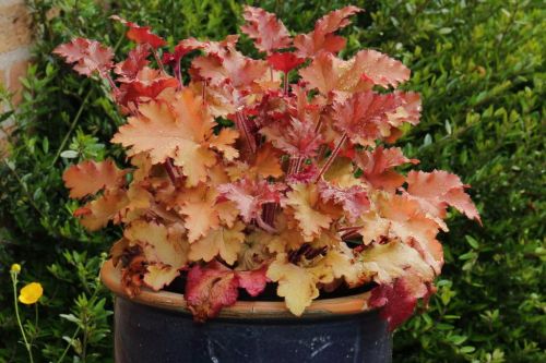Heuchera MARMALADE