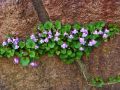 Cymbalaria Bluszczykowata