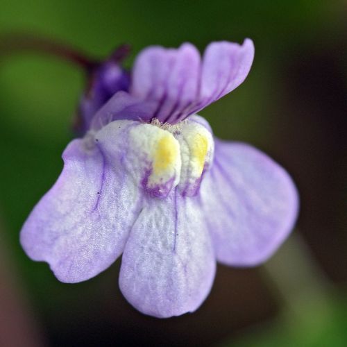 Cymbalaria bluszczový