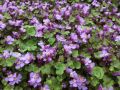 Cymbalaria Bluszczykowata