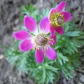 Zawilec WIELOSIECZNY DEEP ROSE
