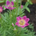 Zawilec WIELOSIECZNY DEEP ROSE