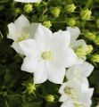 Dzwonek karpacki CARILLON WHITE