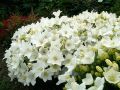 Dzwonek karpacki CARILLON WHITE