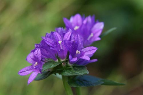 Zvonček skupený BELLEFLEUR BLUE