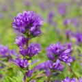 Dzwonek Skupiony BELLEFLEUR BLUE