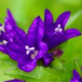 Dzwonek Skupiony BELLEFLEUR BLUE
