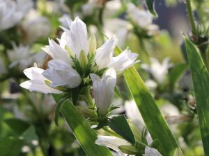 Zvonček skupený BELLEFLEUR WHITE