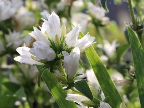 Zvonček skupený BELLEFLEUR WHITE