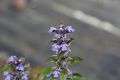 Dąbrówka Rozłogowa ATROPURPUREA