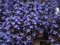 Dąbrówka Rozłogowa ATROPURPUREA