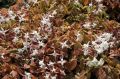 Epimedium Younga Roseum