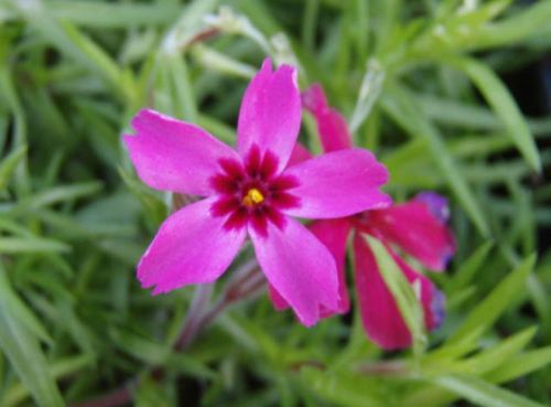 Floks šídlatý ATROPURPUREA