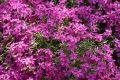 Floks szydlasty ATROPURPUREA