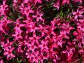 Floks szydlasty ATROPURPUREA