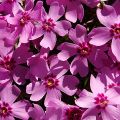 Floks szydlasty ATROPURPUREA