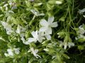Floks szydlasty WHITE DELIGHT
