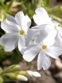 Floks szydlasty WHITE DELIGHT