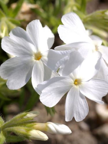 Floks šídlatý WHITE DELIGHT