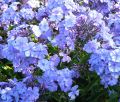 Floks Wiechowaty BLUE PARADISE