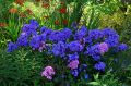Floks Wiechowaty BLUE PARADISE