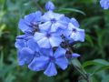 Floks Wiechowaty BLUE PARADISE