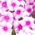 Floks Wiechowaty COMPACT ROSE