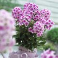 Floks Wiechowaty COMPACT ROSE