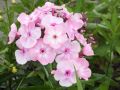 Floks Wiechowaty COMPACT ROSE