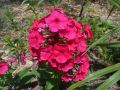 Floks Wiechowaty PEACOCK CHERRY RED