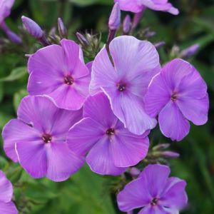 Plamienok metlinatý Purple White Ditostem