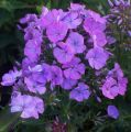 Floks wiechowaty PURPLE WHITE DITOSTEM