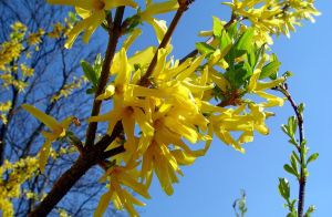 Forsythia zelená KUMSON