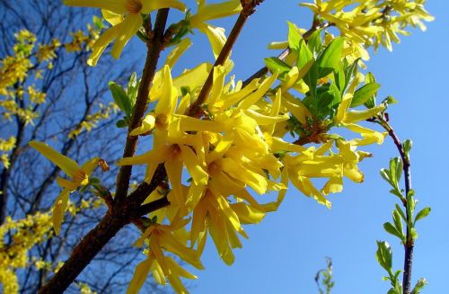 Forsythia zelená KUMSON
