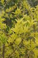 Forsycja Pośrednia GOLDEN TIMES